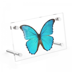 Desktop acrylic specimen stands and photo frame 