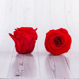 Rose Tall Preserved Roses 