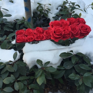 waterproof eternal roses mirrored box for 18 roses rectangle acrylic box 