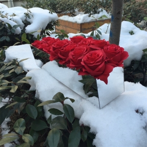 waterproof eternal roses mirrored box for 18 roses rectangle acrylic box 