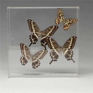 Clear butterfly acrylic display box 