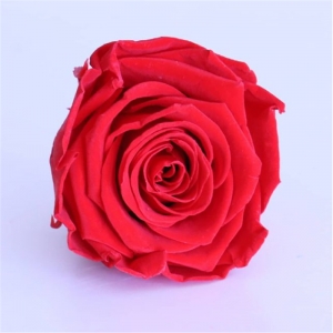 2021 hot Mothers Day gifts forever Grade A everlasting preserved rose flower buds head 