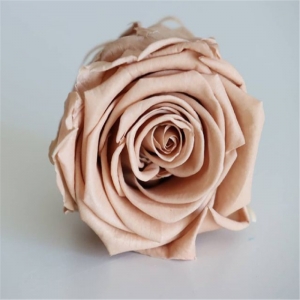 preserved flower rose head